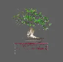 Bonzai ficus ginseng n°04.webp