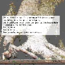 Quote Bonzai ficus ginseng n°04.webp