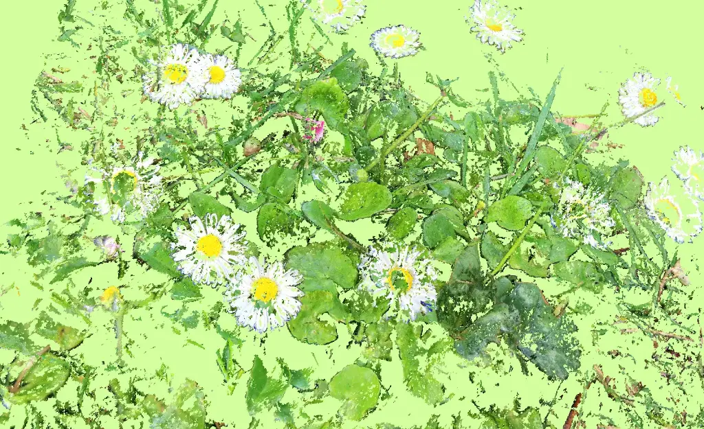 Paquerettes, snapshot10-2 – Tirage d’art signé par Guilin