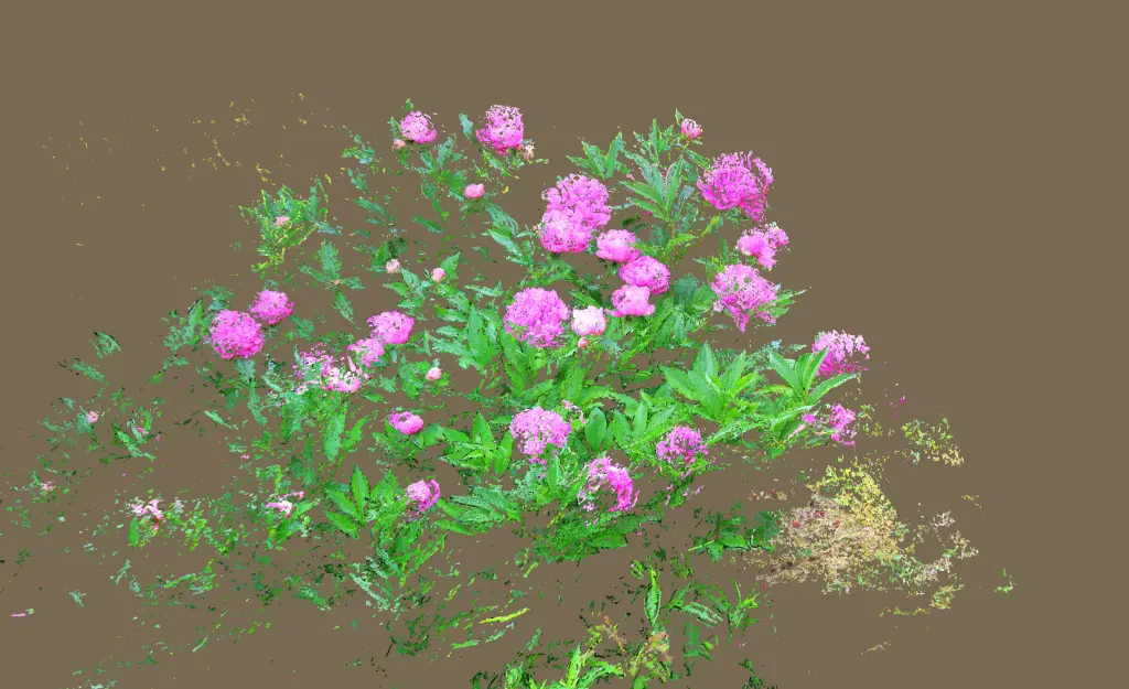 Bosquet de pivoines