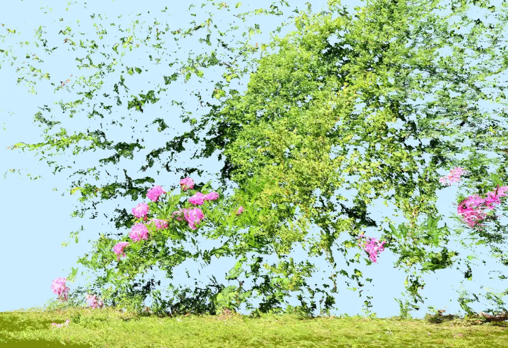 Pivoines 01– Tirage d’art signé par Guilin