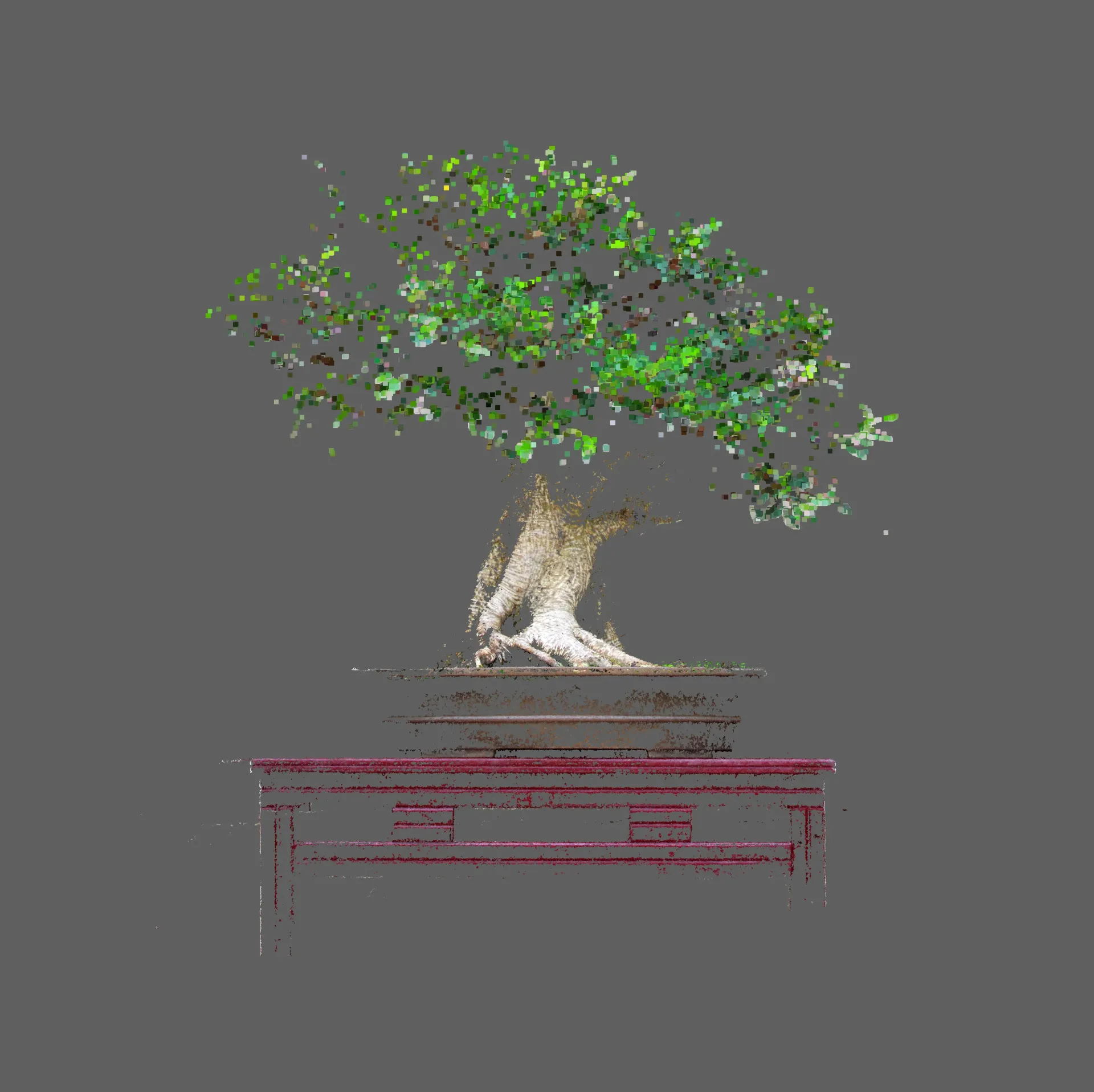 Bonzaï ficus ginseng n°04 – Tirage d’art numérique signé