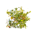 Fusain – Tirage d’art signé par Guilin