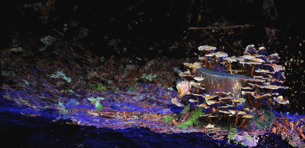 Souche – Tirage d’art signé par Guilin