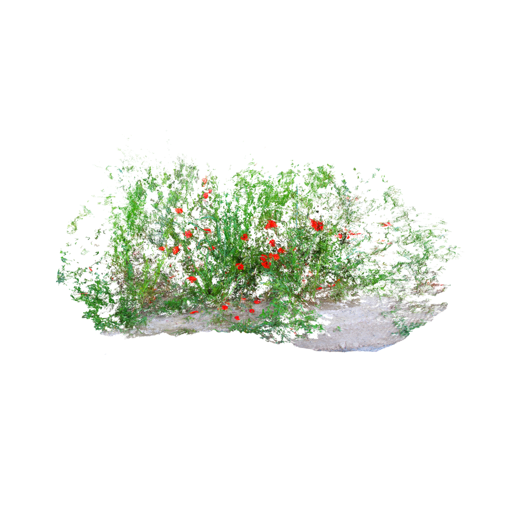 Coquelicots et Herbes Folles – Tirage d’art signé par Guilin