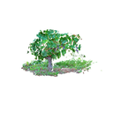 Vignes et raisins verts
