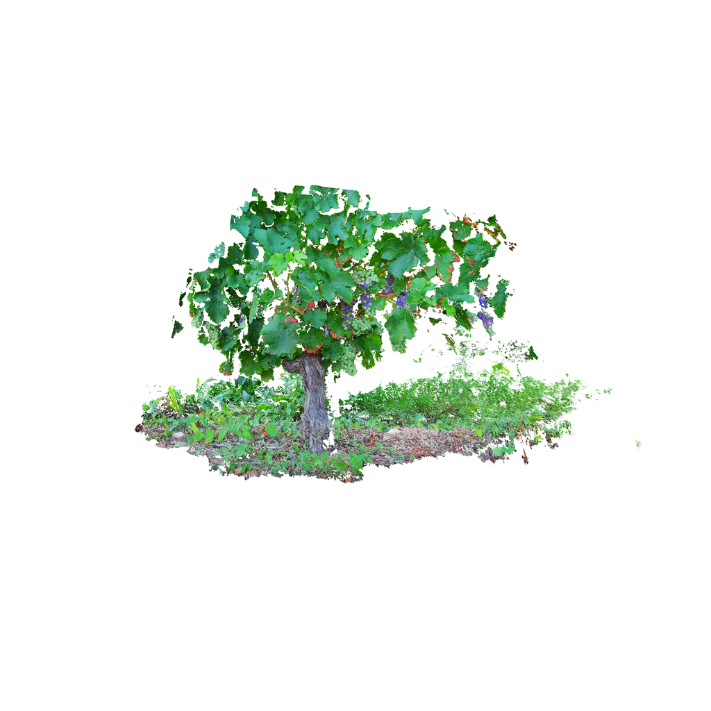 Vignes et raisins verts
