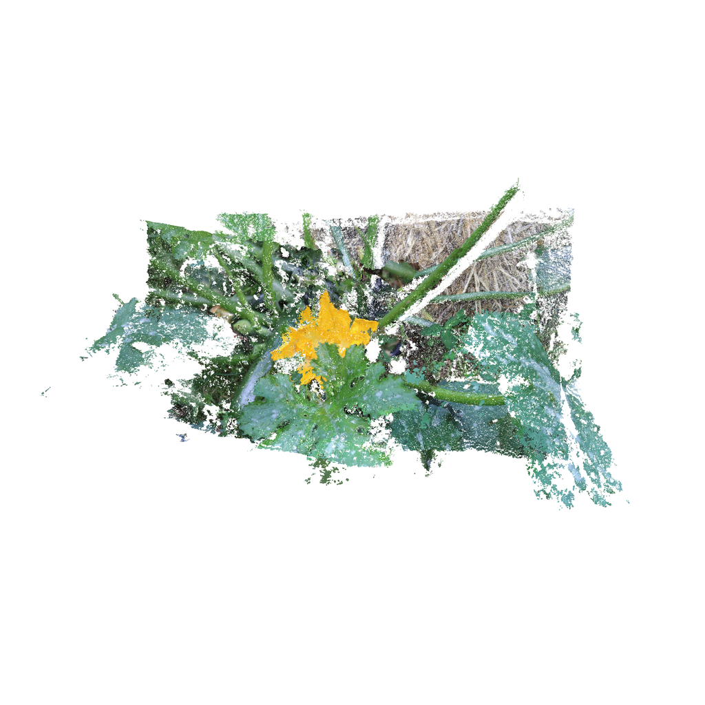 Fleur de courgette