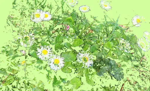 Paquerettes, snapshot10-2 – Tirage d’art signé par Guilin